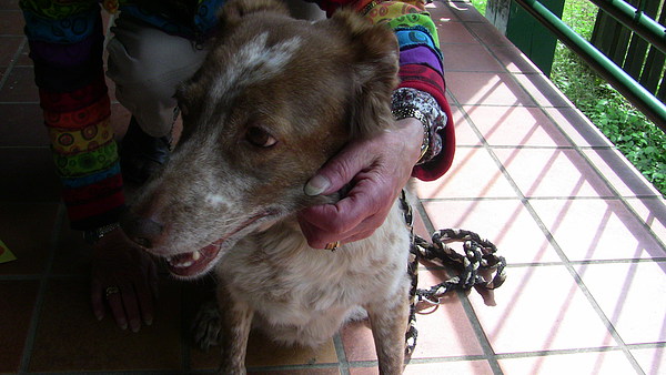 med_Elena - Ein Tierschutzschicksal.jpg (600 x 338)